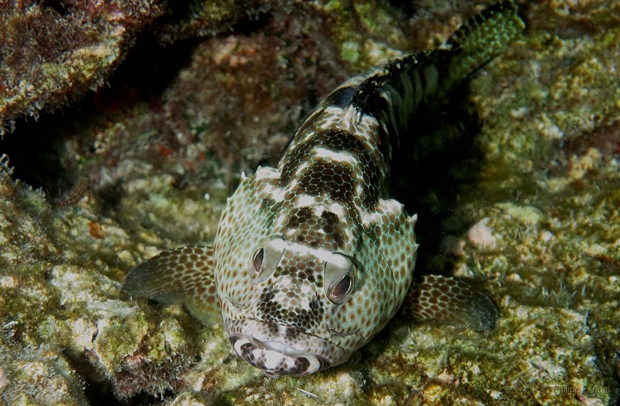 Velidhu - 2013_03_09 - IMG_0295rf_Merou tapis - Epinephelus macrospilos_House reef_pmt.jpg
